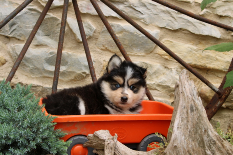 puppy, for, sale, Pomsky, Matthew B. Stoltzfus, dog, breeder, Gap, PA, dog-breeder, puppy-for-sale, forsale, nearby, find, puppyfind, locator, puppylocator, aca